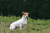 JACK RUSSEL 206